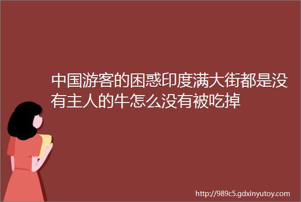 中国游客的困惑印度满大街都是没有主人的牛怎么没有被吃掉